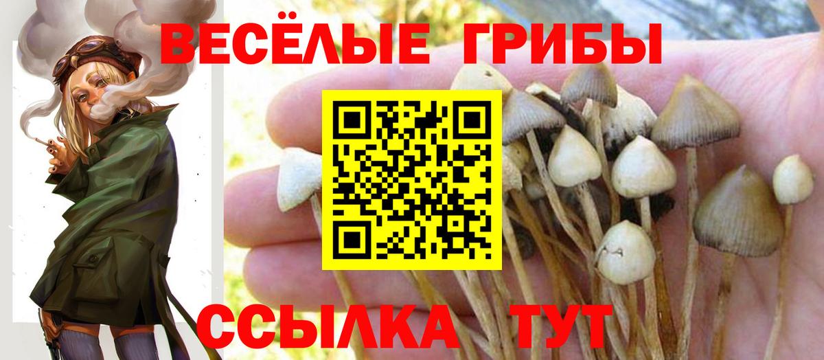 Галлюциногенные грибы Psilocybine cubensis Мурино